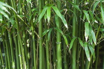 Plants; Tree; Bamboo. Semiarundinaria Fastuosa.