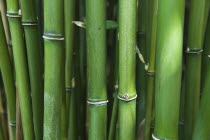 Plants; Tree; Bamboo. Semiarundinaria Fastuosa.