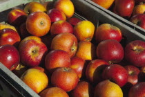 Fruit, Apple, Katy apples growing on the tree in Grange Farms orchard.