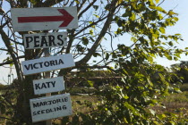 Signs for variety of fruit growing on the tree in Grange Farms orchard.