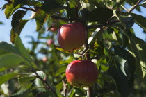 Fruit, Apple, Apples growing on the tree in Grange Farms orchard.