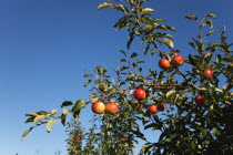 Fruit, Apple, Royal Gala apples growing on the tree in Grange Farms orchard.