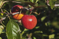 Fruit, Apple, Royal Gala apples growing on the tree in Grange Farms orchard.