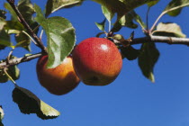 Fruit, Apple, Royal Gala apples growing on the tree in Grange Farms orchard.