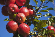 Fruit, Apple, Royal Gala apples growing on the tree in Grange Farms orchard.