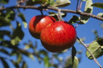 Fruit, Apple, Red apples growing on the tree in Grange Farms orchard.