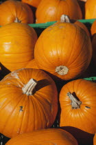 Food, Fruit, Pumpkins for sale at Grange Farms market store.