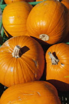 Food, Fruit, Pumpkins for sale at Grange Farms market store.