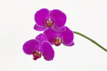 Plants, Flowers, Orchid against white background.