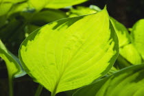 Plants, Hosta, Green leaves with sunlight shining through