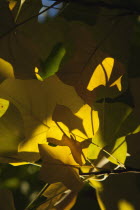 Plants, Tree, Tulip tree, Sunlight shining through leaves in autumn.
