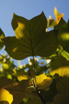 Plants, Trees, Tulip tree, Sunlight shining through leaves in autumn.