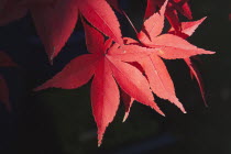 Plants, Acer, Red Maple leaves.