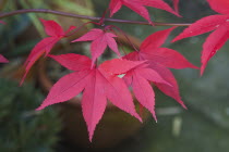 Plants, Acer, Red Maple leaves.