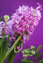 Plants, Flowers, Hyacinth, Pink Hyacinth against purple background.