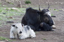 Nepal, Upper Mustang, Yak mother and a baby, in a high-altitude nomad camp in a mountain valley near Lo Manthang.