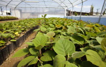 Greece, Makedonia, Veroia, greenhouse nursing young plants.