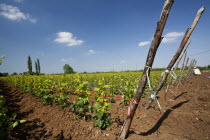Greece, Makedonia, Verioa, young pear trees lined up at a plantation.