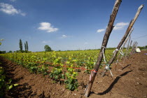 Greece, Makedonia, Verioa, young pear trees lined up at a plantation.