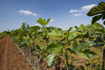 Greece, Makedonia, Verioa, young fig trees lined up at a plantation farm.