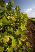 Greece, Makedonia, Verioa, young plane-trees lined up at a plantation.