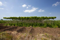 Greece, Makedonia, Verioa, Catalpa bignonioides, young Indian Bean Trees lined up at a plantation.