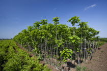 Greece, Makedonia, Verioa, Catalpa bignonioides, young Indian Bean Trees lined up at a plantation.