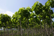 Greece, Makedonia, Verioa, Catalpa bignonioides, young Indian Bean Trees lined up at a plantation.