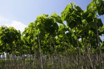 Greece, Makedonia, Verioa, Catalpa bignonioides, young Indian Bean Trees lined up at a plantation.