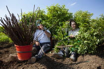 Greece, Makedonia, Verioa, working man and woman grafting trees.