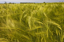 Greece, Makedonia, Verioa, field of wheat swaying in the wind.