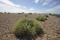 England, Kent, Romney Marsh, Dungeness, view across shingle beach with sea Kale in the foreground.