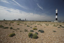 England, Kent, Romney Marsh, Dungeness, view across shingle beach with sea Kale in the foreground and the Nuclear Power Station on the horizon..