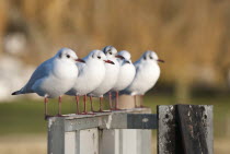 Animals, Birds, Group, Five black-headed gulls perched in a row on the river Thames, Hambleden Lock,  Henley-on-Thames, Oxfordshire, UK.