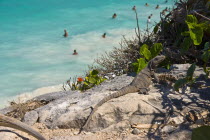 Mexico, Quintana Roo, Tulum, Iguana sunbathing above Tulum Beach.