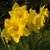 Flowers, Narcissus, Daffodils in a field.    