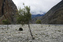 Nepal. Himalayas, Sparse trees at Kali Gandaki rock strewn riverbed.