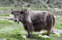 Nepal, Upper Mustang, Close up view of a yak on a green high mountain pasture.