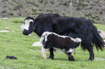 Nepal, Upper Mustang, Yak mother suckle a baby in a high altitude nomad camp in a mountain valley near Lo Manthang.