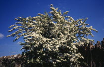 Tree, Single, Common Hawthorn tree in full white blossom during the month of may. crataegus monogyna. england worcestershire worchester.