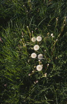 Plant, Dandelion, Taraxacum Officinale, at seed stage.