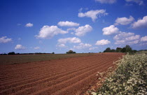 Agriculture, Crops, newly prepared potato field.