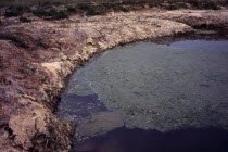 France, Bretagne, plants, green algae. sea lettuce. ulva lactuca. washed up by sea tide and dries to a tan skin like cover stifling shoreplants. it is toxic giving off hydrogen sulphide gas h20.