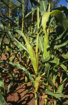 Agriculture, Crop, close up of maize plant. cob enclosed with green sheath. england worcestershire.