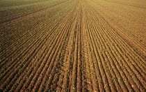 Agriculture, Wheat, early green shots of winter wheat. england norfolkshire norfolk.