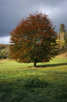 Tree, single, common Beech tree in autumn foliage. fagus sylvatica. wales gwent monmouth.