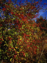 Plants, Trees, Spindle tree Euonymus europaeus with ripening pink berries and orange seed.
