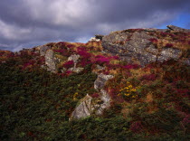 France, Bretagne, Cotes d'Armor, Monts d'Arree. rocky outcrop with bracken bell heather and gorse