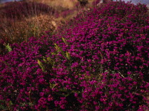 France, Bretagne, Cotes d'Armor, Monts d'Arree. close shot of bell heather erica cinerea.