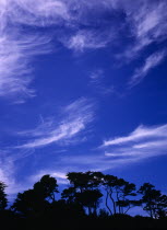 Plants, Trees, Pine trees on skyline silhouetted against sky with high thin cirrus clouds in low light.
